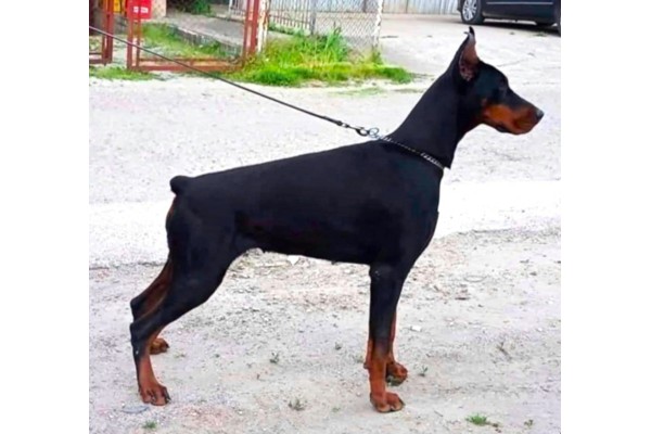 sansa stark del nero bianco